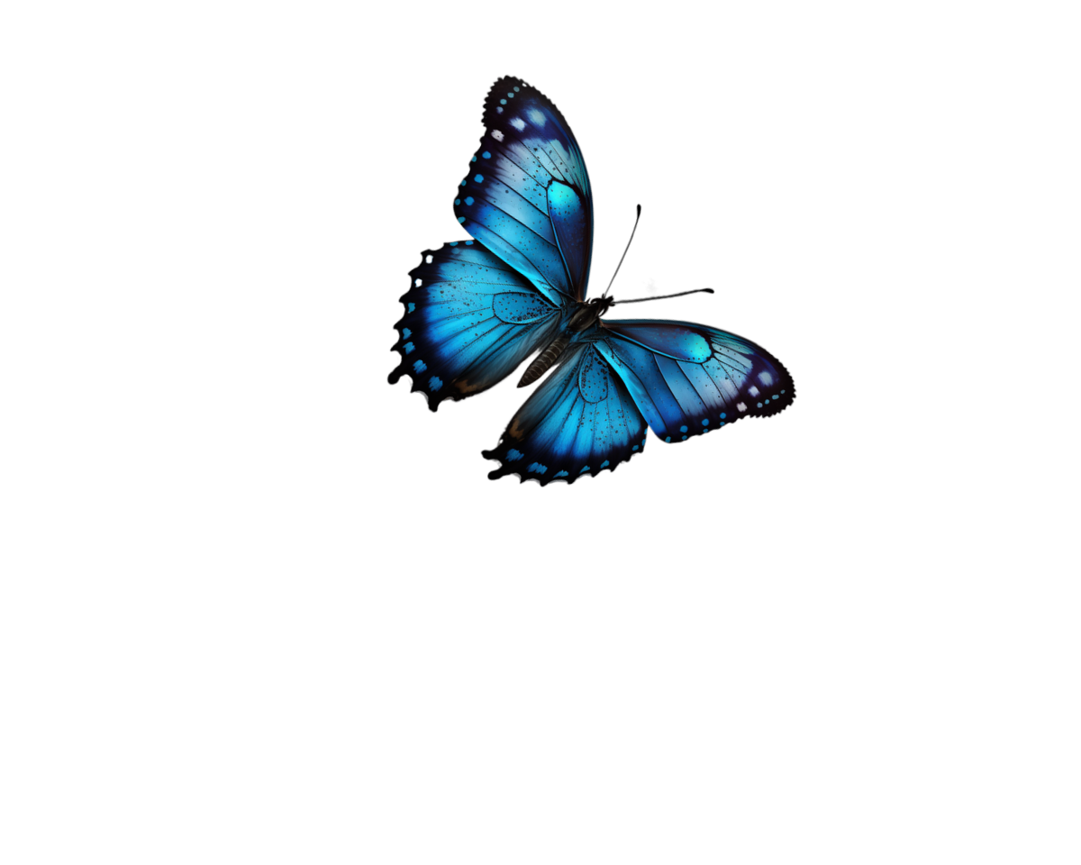 blue butterfly no background